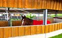 Führanlage