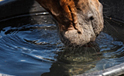 Wasser auf den Koppeln